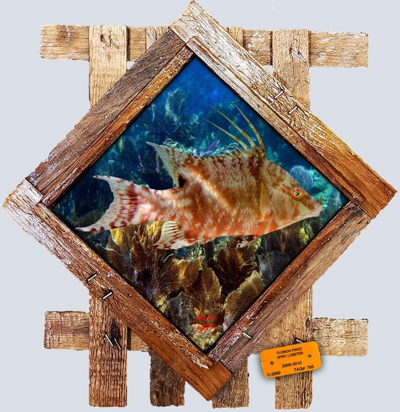 "Hogfish Over the Seafans"