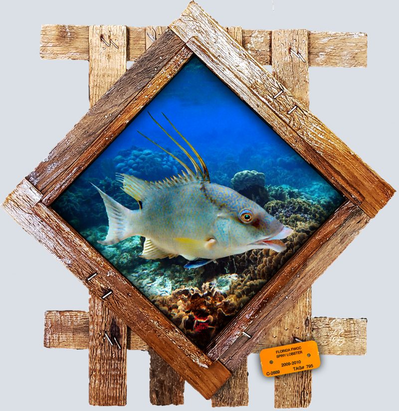 "Hogfish on the Reef"