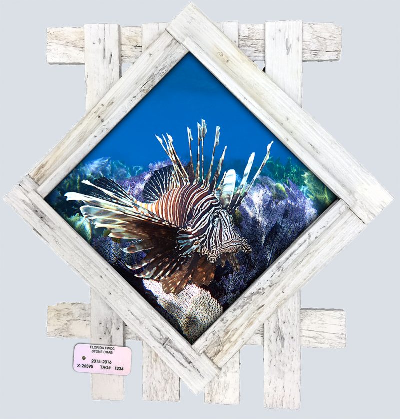 "Lionfish among the Seafans"