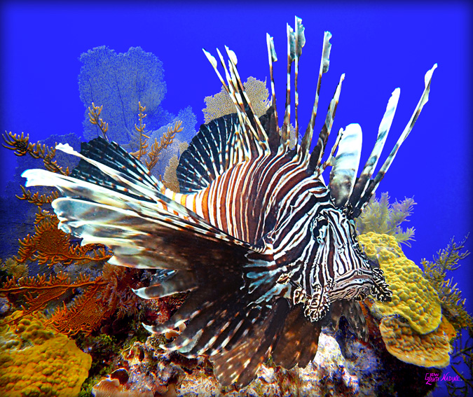 "Lionfish on the Reef"
