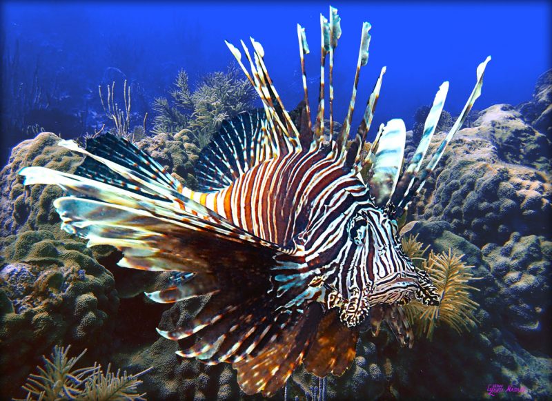 "Lionfish on the Reef"