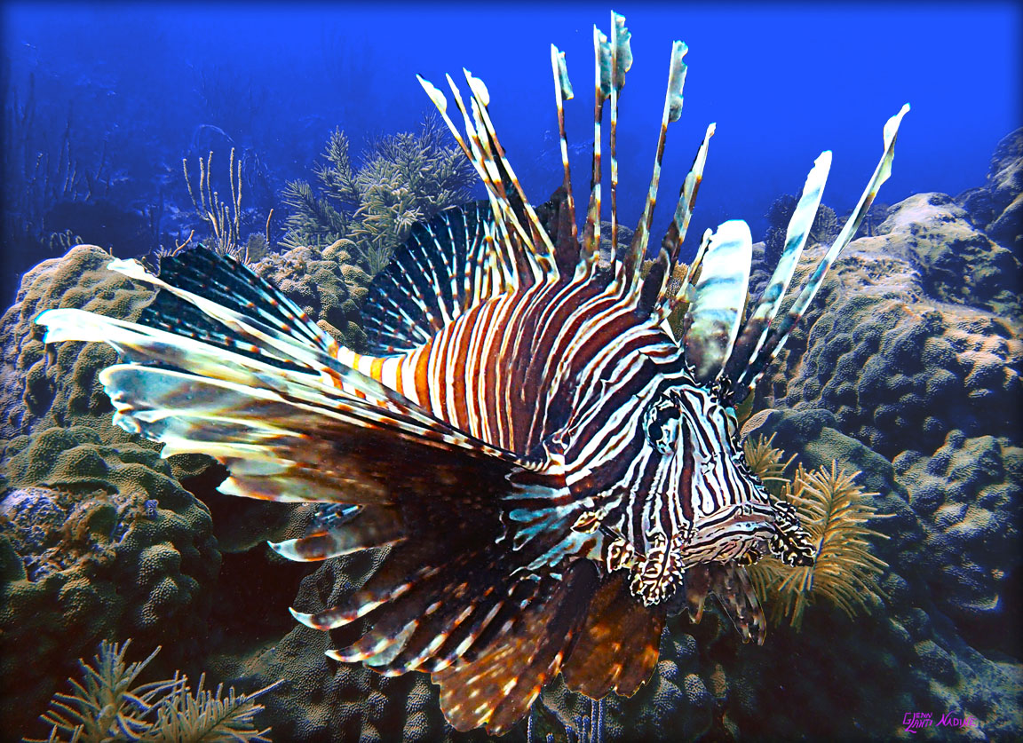 "Lionfish on the Reef"