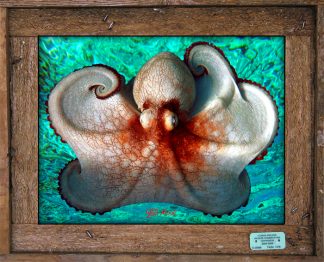 "Octopus in the Shallows"