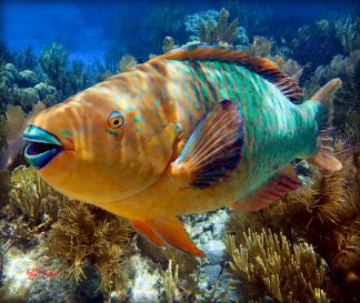 "Parrotfish at Grecian Rocks Reef"