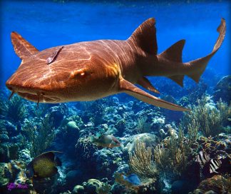 "Shark in the Shallows"