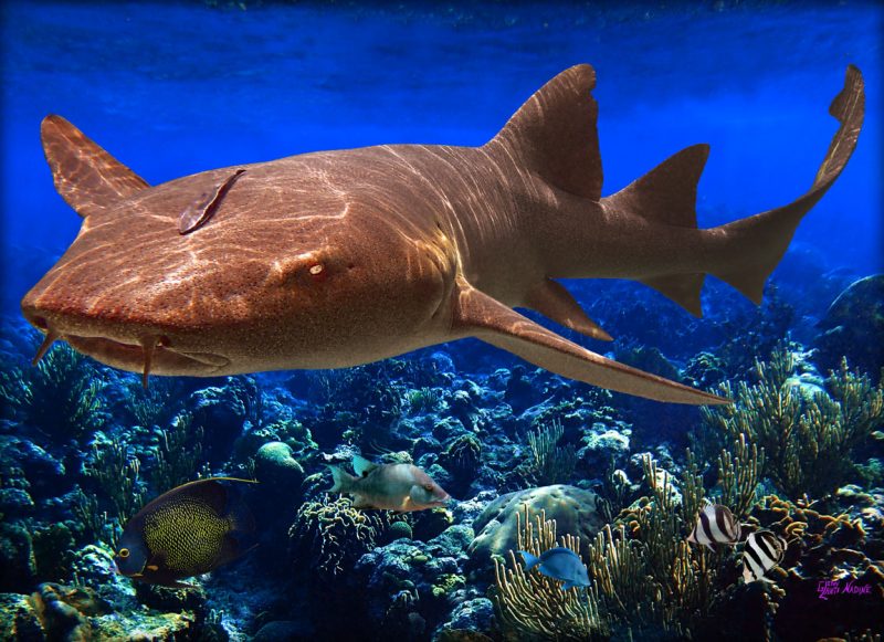 "Shark in the Shallows"