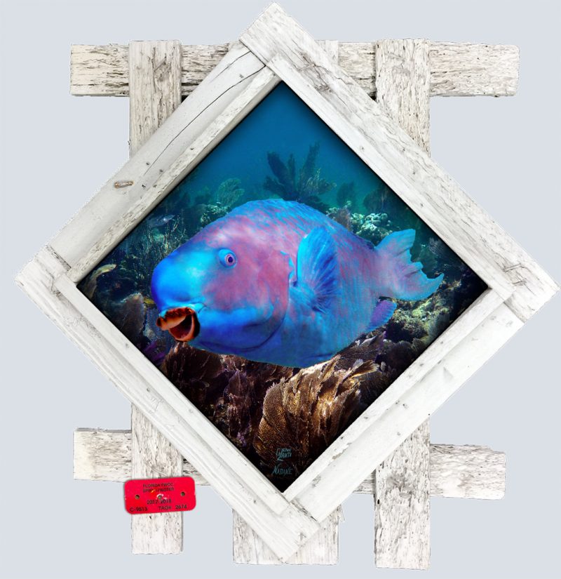 "Smiling Blue Parrotfish"