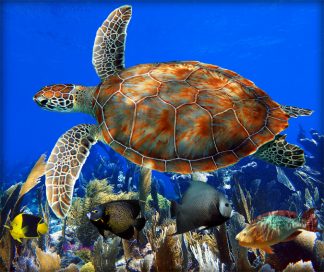 "Soaring Turtle"