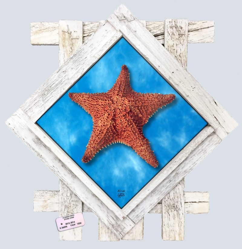 "Starfish in the Shallows"