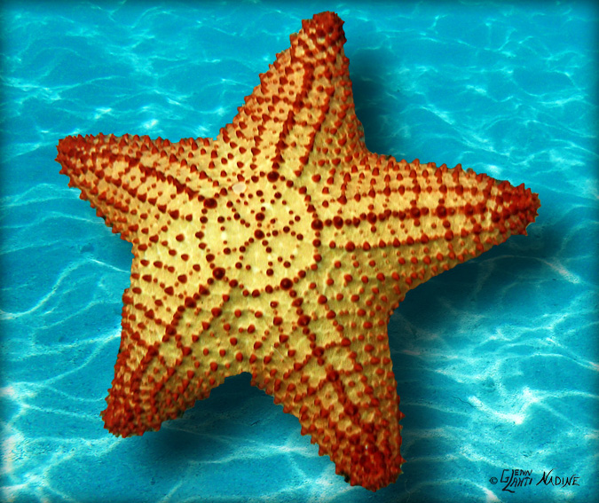 "Starfish"