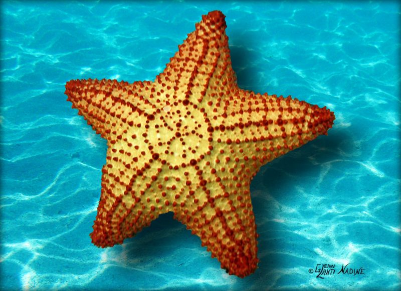 "Starfish"