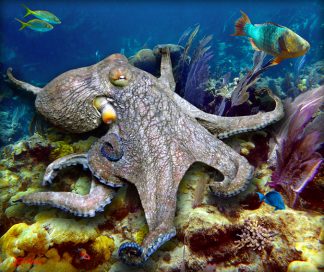 "Strolling on the Reef"