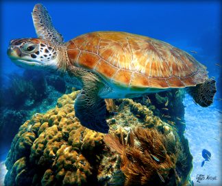 "Swimming over a Coral Head"