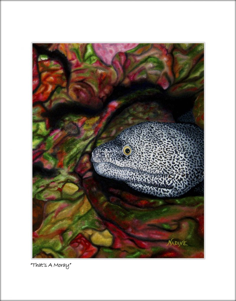 "Thats a Moray"