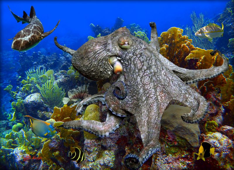 "The Kraken"