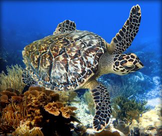 "Hawksbill Turtle at Looe Key Reef"