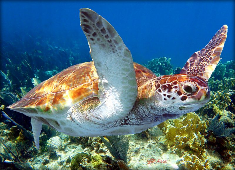 "Flying Turtle"