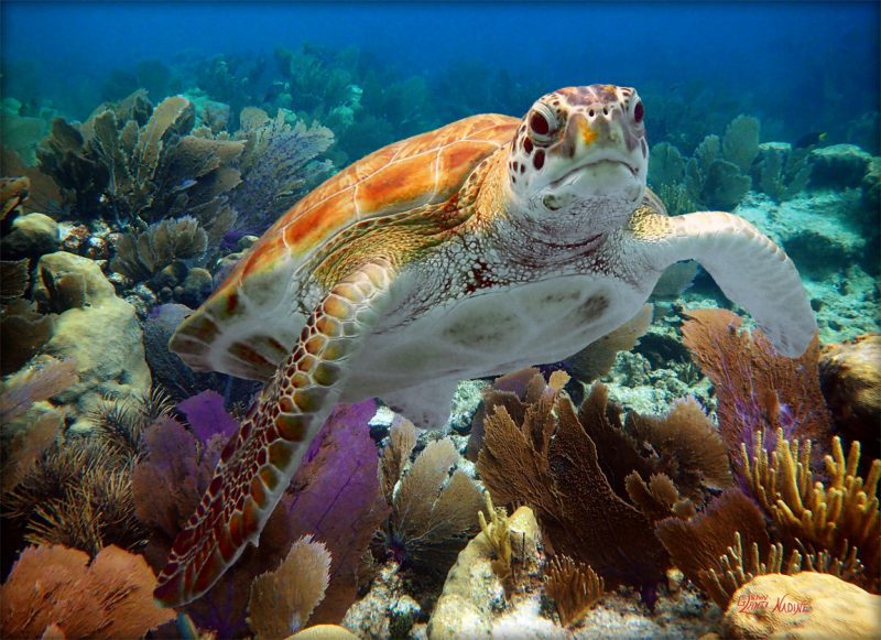 "Turtle in the Seafans"