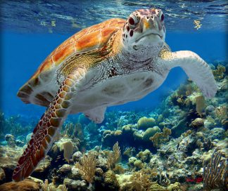 "Turtle Over a Rocky Reef"