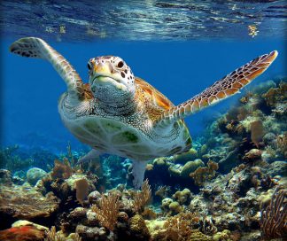 "Turtle Gliding Over a Rocky Reef"