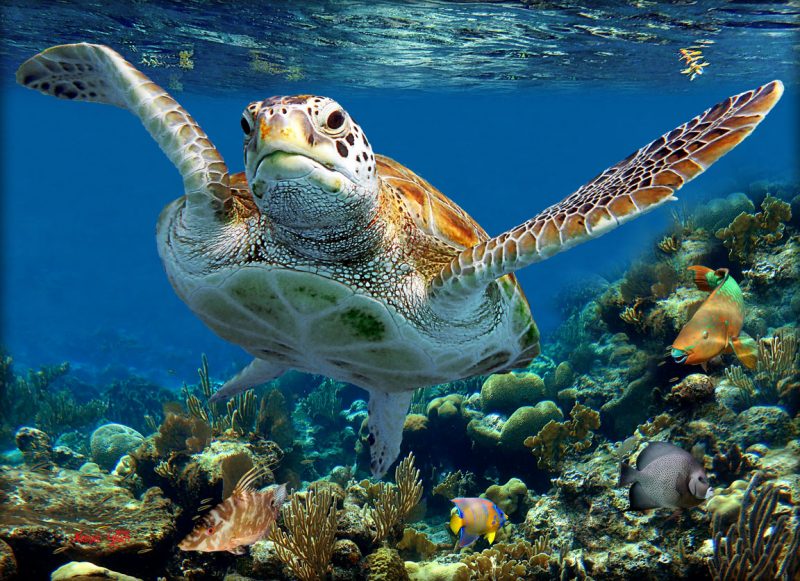 "Gliding Over the Reef"