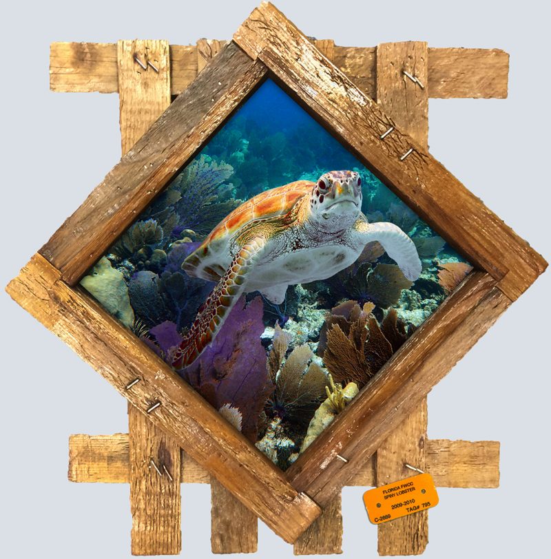 "Turtle and Seafans"
