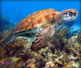 "Turtle at Coral Gardens"