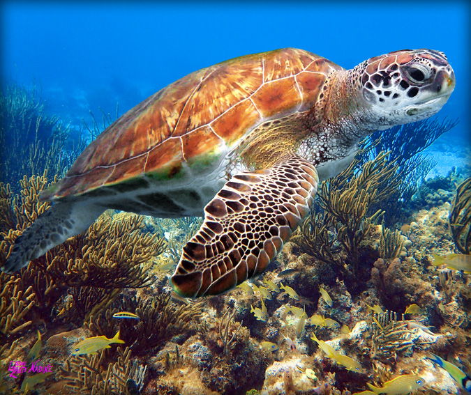 "Turtle at Coral Gardens"