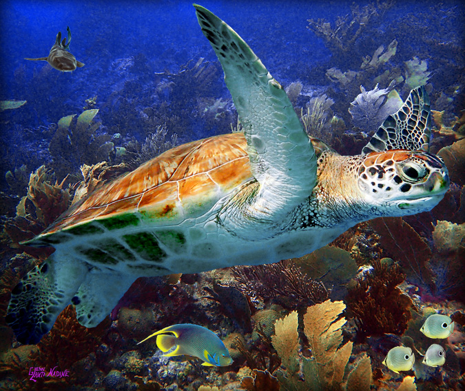 "Turtle in a Coral Garden"