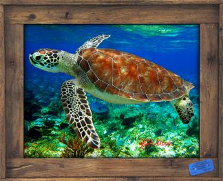 "Turtle in the Shallows"
