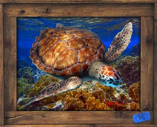 "Turtle on a Shallow Reef"