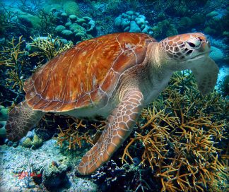 "Turtle over Staghorn Coral"