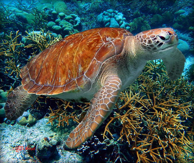 "Turtle over Staghorn Coral"