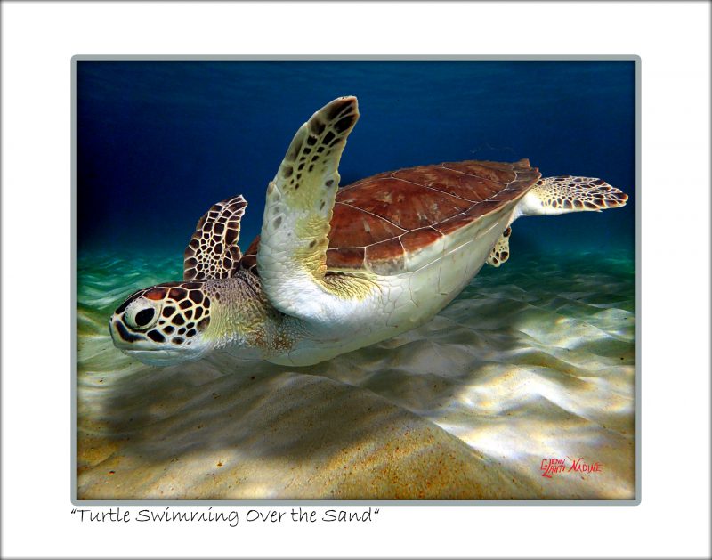 "Turtle Swimming Over the Sand"