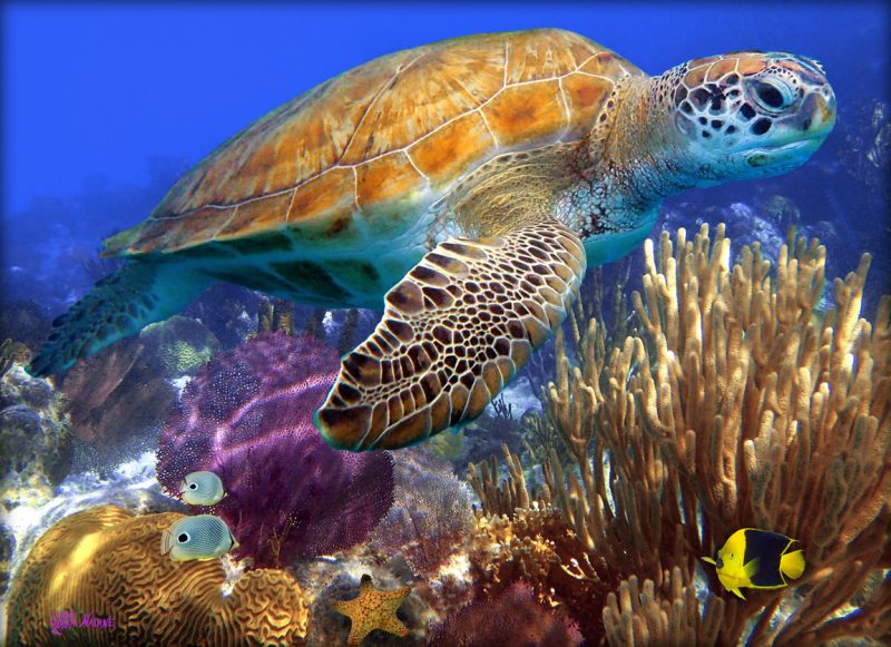"Turtle with Purple Seafan"