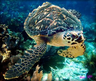 "Turtle at Cheeca Rocks Reef"