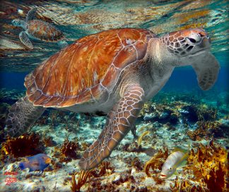 "Two Turtles in the Shallows"