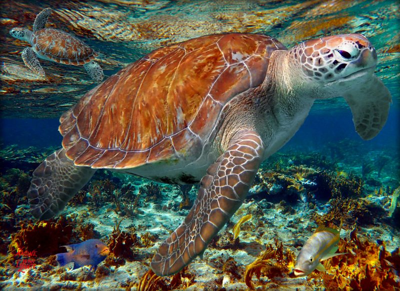 "Two Turtles in the Shallows"
