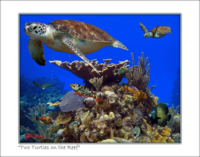 "Two Turtles on the Reef"
