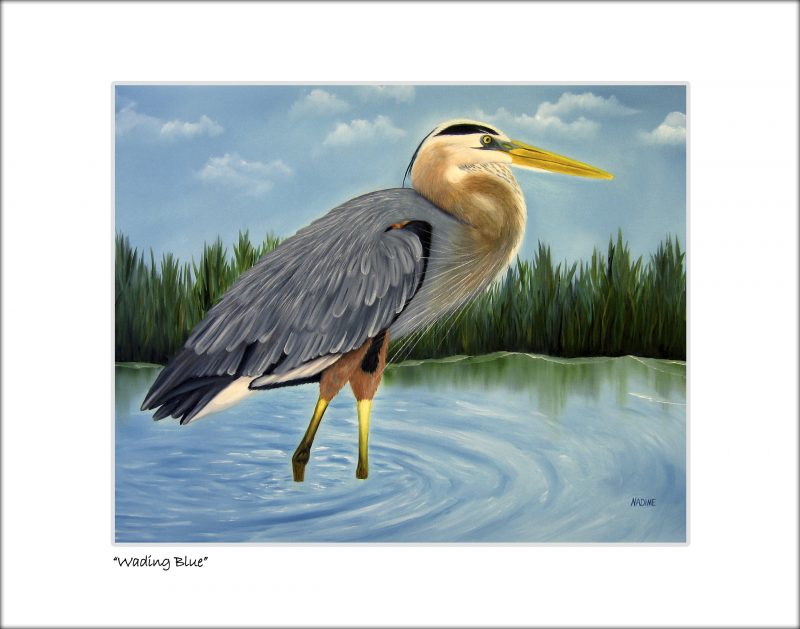 "Wading Blue"