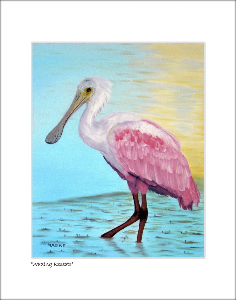 "Wading Roseate"