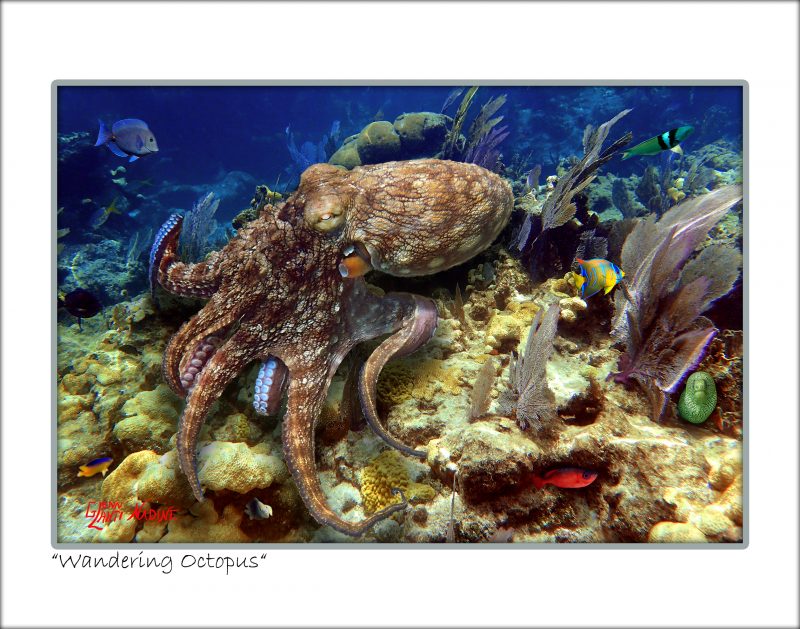 "Wandering Octopus"
