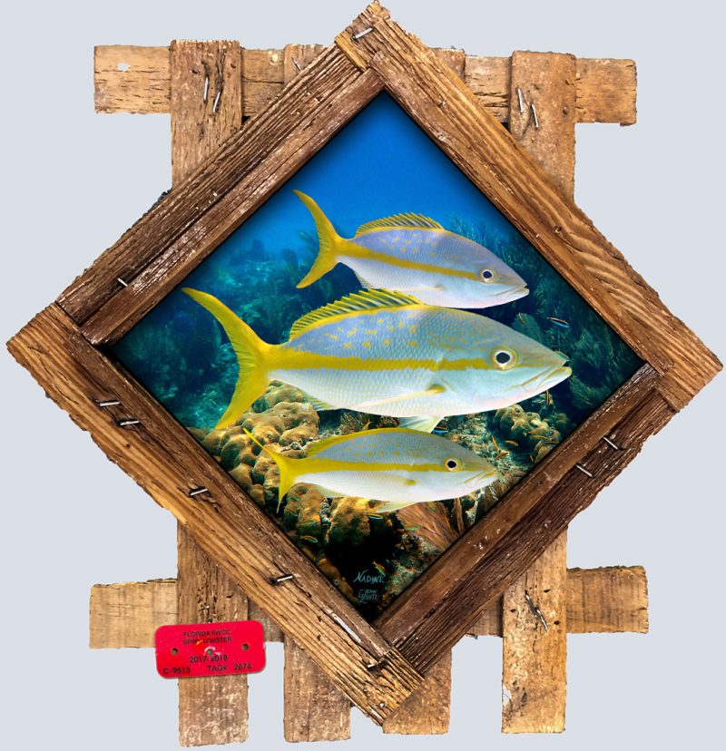 "Yellowtail Trio"