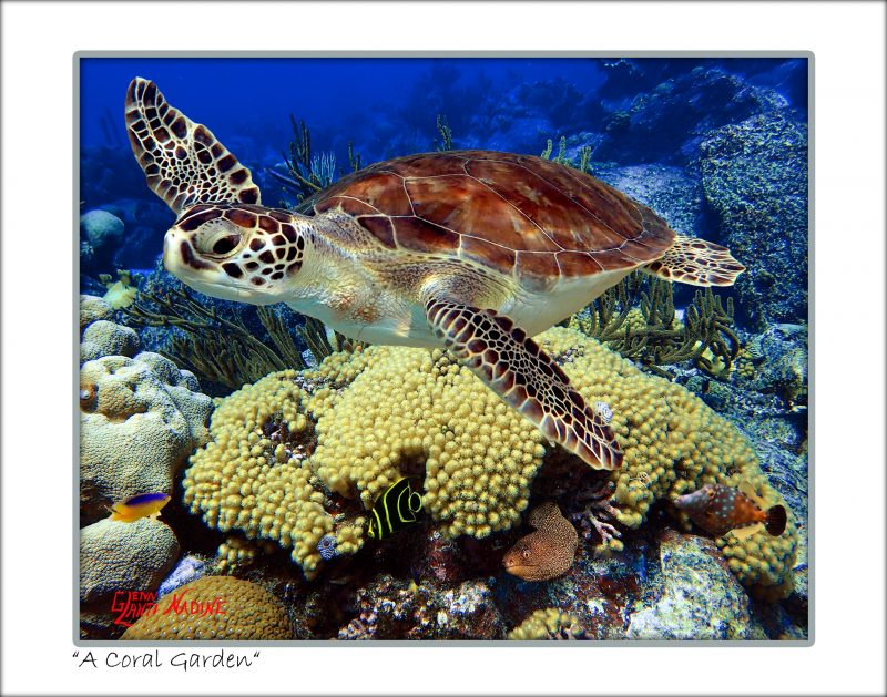 "A Coral Garden"