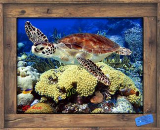 Turtle in "A Coral Garden" in a Lobster Trap Frame
