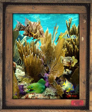 "A Happy Reef"