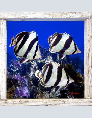 Underwater Photo Collection