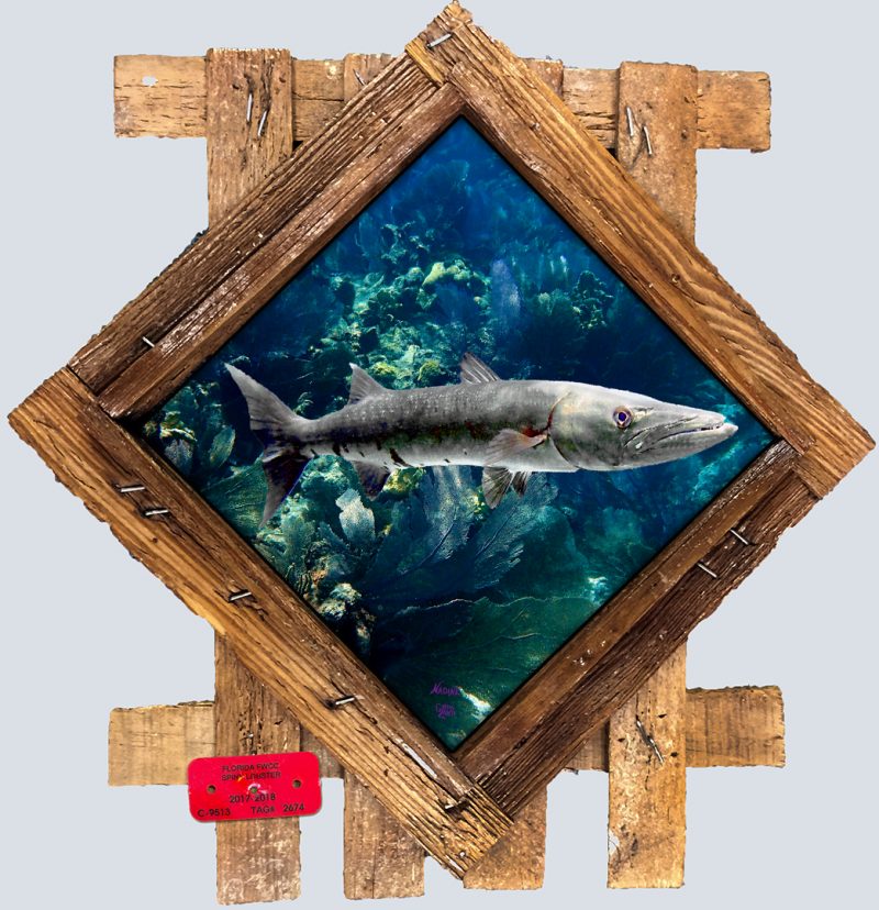 "Barracuda"