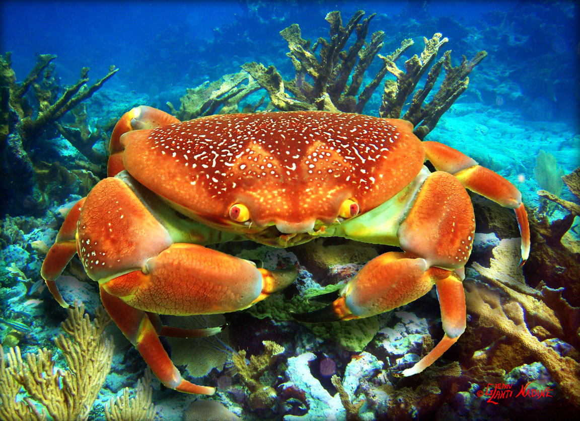 "Bat Crab"