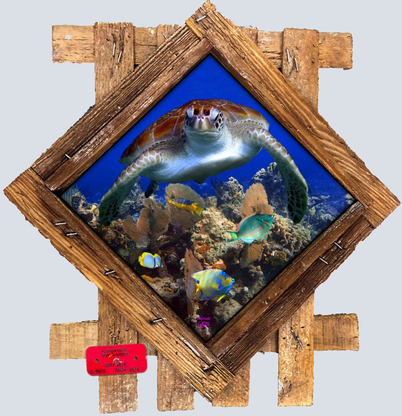 "Belize Patch Reef"